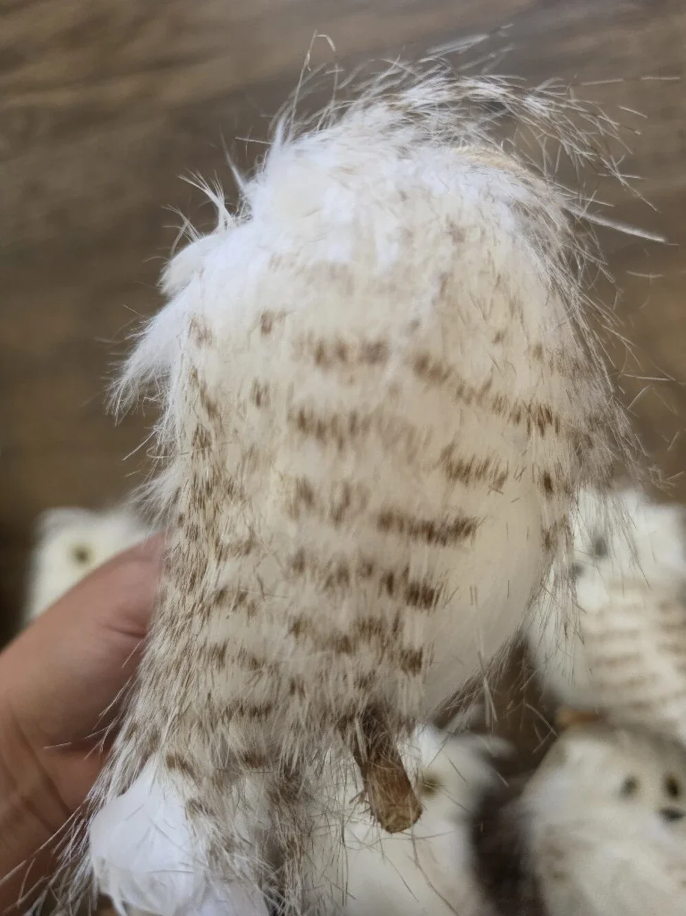 Cracker Barrel set fluffy